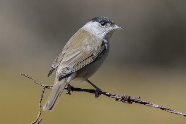 Free photo closeup selective focus shot of a beautiful old world sparrow