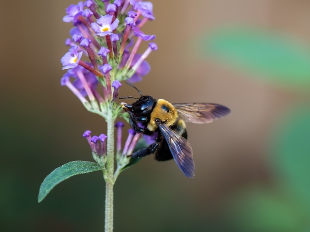 Free photo closeup selective focus shot of a bee on a pink flower  - perfect for background