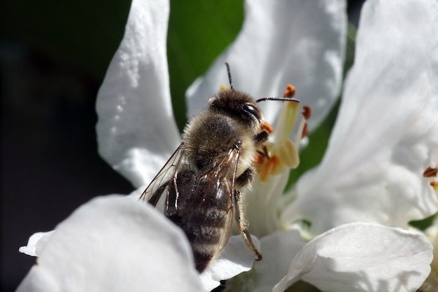 Free Photo closeup selective focus shot of a bee on white flower with greenery