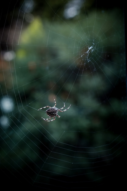 Closeup selective focus shot of a black spider walking on a web