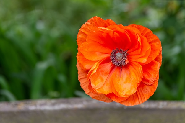 Closeup selective focus shot of a blooming orange flower in the greenery