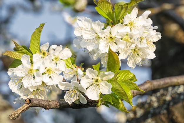 Closeup selective focus shot of blooming white cherry blossoms under a blue sky