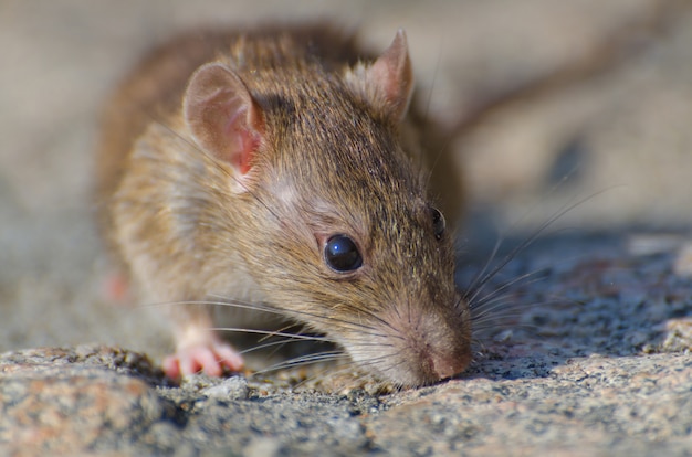 Free photo closeup selective focus shot of a brown rat on the concrete ground