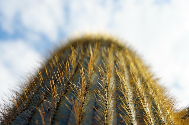 Closeup selective focus shot of a cactus