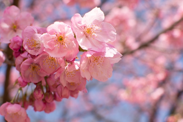 Closeup selective focus shot of a cherry blossom growing on a tree