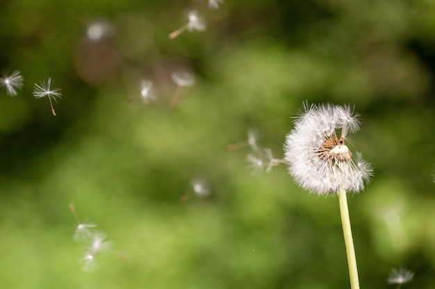 Closeup selective focus shot of a cute Dandelion flowering plant