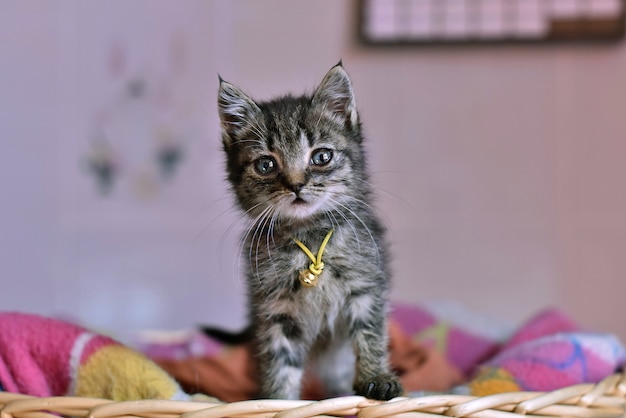 Free Photo closeup selective focus shot of a cute domestic short-haired cat with a scared facial expression