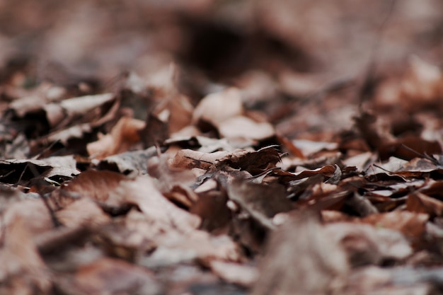 Free Photo closeup selective focus shot of dry fallen autumn leaves