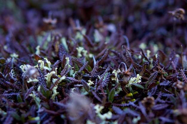 Free photo closeup selective focus shot of grass in the gates of the arctic national park