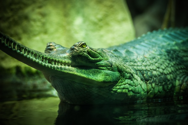 Free Photo closeup selective focus shot of a green alligator on the body of water