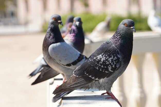 Closeup selective focus shot of pigeons in a park with greenery