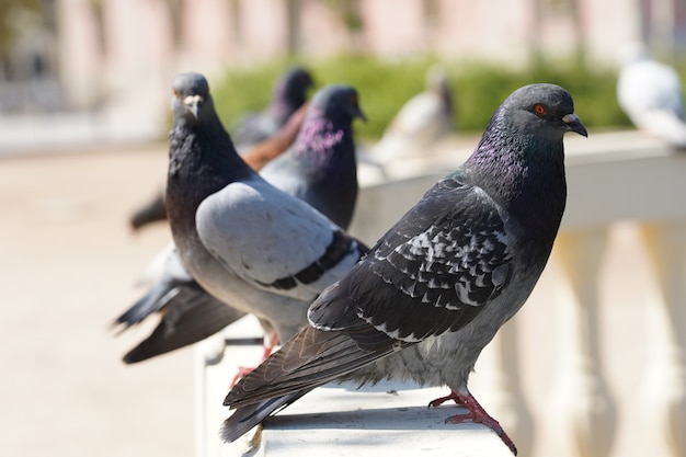 Free photo closeup selective focus shot of pigeons in a park with greenery