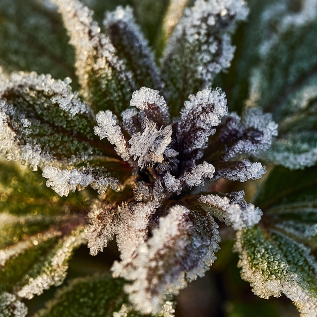 Free Photo closeup selective focus shot of a plant with frost on it