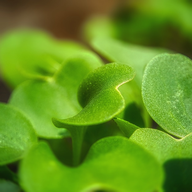 Closeup selective focus shot of radish leaves - perfect for background