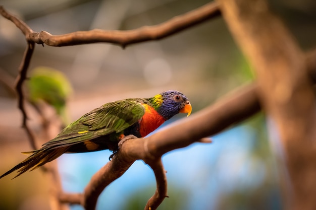 Closeup selective focus shot of a tropical parrot sitting on a tree branch looking sideways