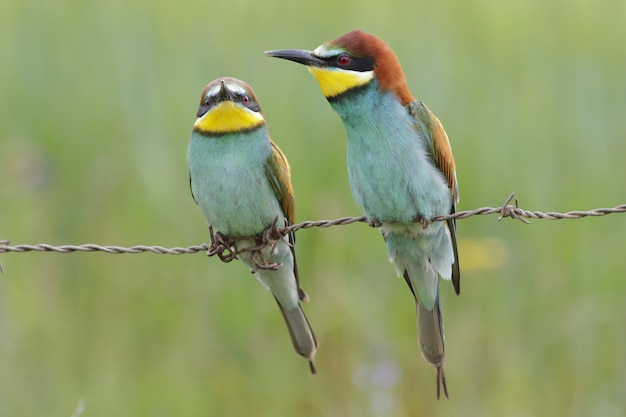 Free photo closeup selective focus shot of two beautiful bee-eaters