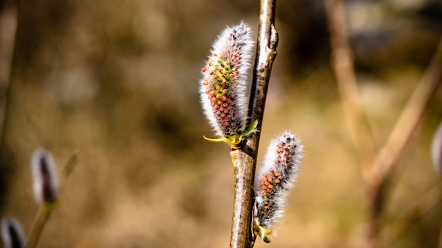 Closeup selective focus shot of white caterpillars on a branch