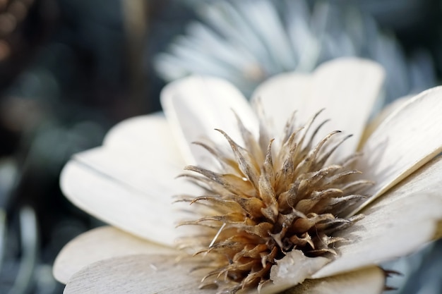 Free Photo closeup selective focus shot of a white flower with greenery on the background