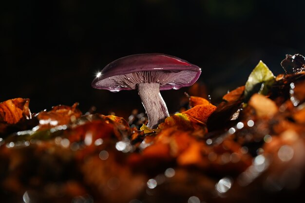 Closeup selective focus shot of a wild red mushroom growing in a forest