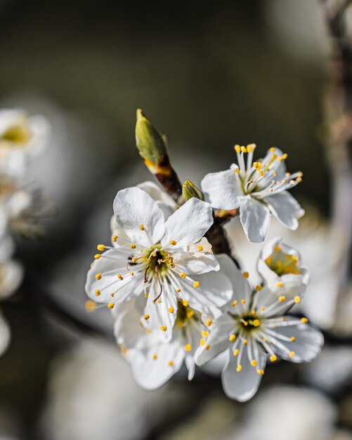 Closeup selective focus view of an amazing cherry blossom under sunlights