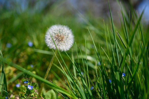 Free photo closeup selective focus view of an amazing common dandelion under sunlight