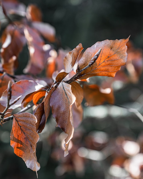 Free Photo closeup selective focus view of an amazing tree branch with orange leaves under sunlight