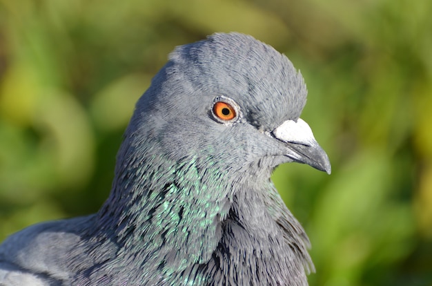 Free photo closeup selective focus view of a rock dove with orange eyes