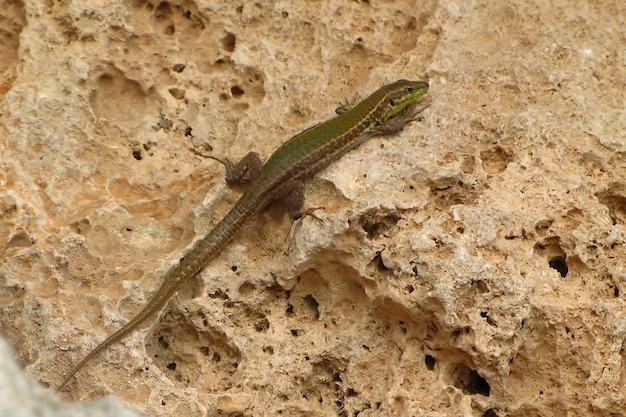 Free photo closeup selective shot of a green maltese wall lizard sitting on a rock under the sunlight in malta