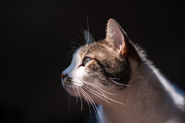 Closeup selective view of beautiful domestic cat with light green eyes