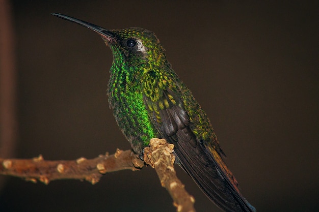 Free photo closeup shallow focus shot of green crowned brilliant hummingbird perched on a slim branch