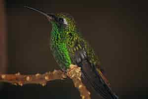 Free photo closeup shallow focus shot of green crowned brilliant hummingbird perched on a slim branch