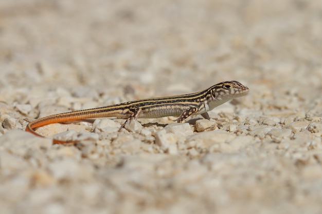 Closeup shot of an Acanthodactylus erythrurus lizard in Spain