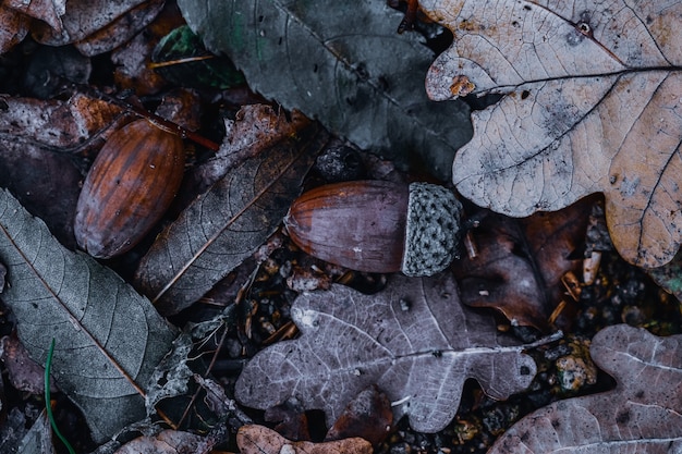 Closeup shot of acorns in the forest