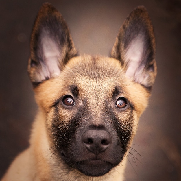 Free photo closeup shot of an adorable belgian malinois puppy