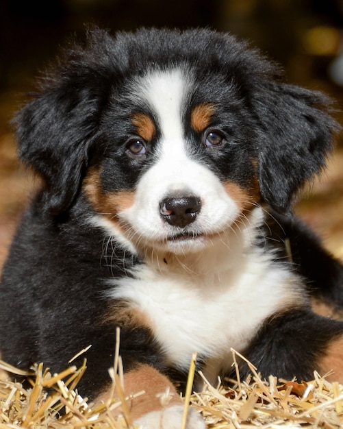 Closeup shot of an adorable Bernese mountain puppy