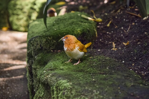 Closeup shot of an adorable bird on a rock covered in moss in a park