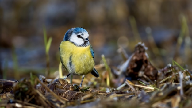 Closeup shot of an adorable blue tit bird standing on the nest