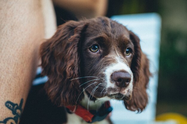 Closeup shot of an adorable brown Breton dog on blurred background