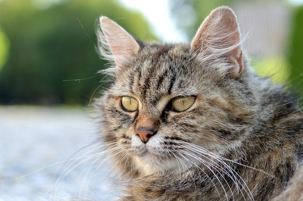 Closeup shot of an adorable cat with green eyes