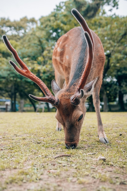 Closeup shot of an adorable deer in Kyoto park