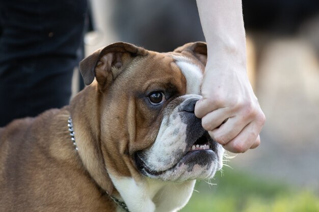 Closeup shot of an adorable English bulldog