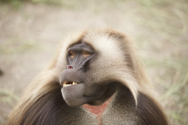 Free photo closeup shot of an adorable gelada monkey on blurred background