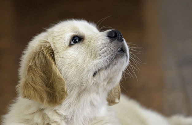 Free photo closeup shot of an adorable golden retriever puppy looking up