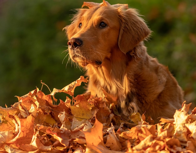 Closeup shot of an adorable golden retriever