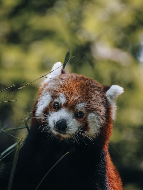 Closeup shot of an adorable red panda