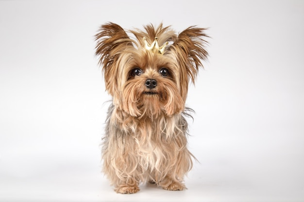 Free Photo closeup shot of an adorable yorkshire terrier with a golden crown isolated on white surface