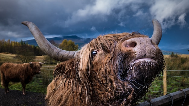 Free Photo closeup shot of an adult domestic yak looking at the camera with another yak