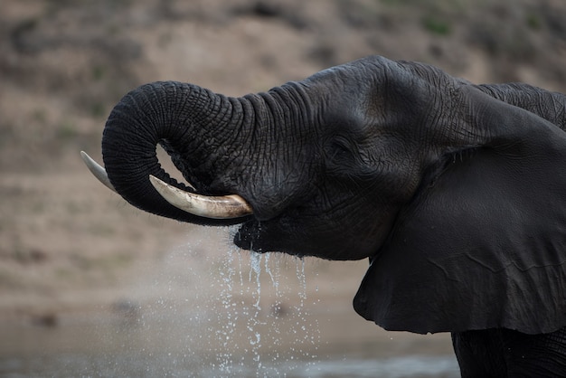 Free photo closeup shot of an african elephant drinking water