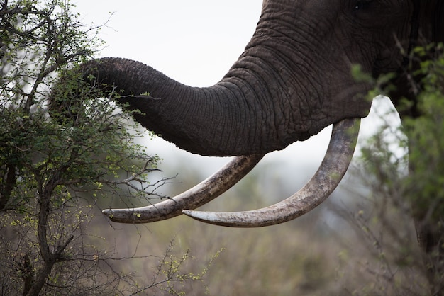 Free photo closeup shot of an african elephant eating plants