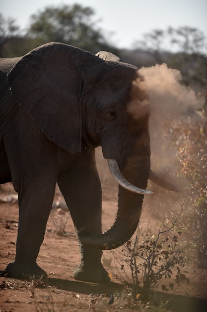 Free photo closeup shot of an african elephant playing with the dust